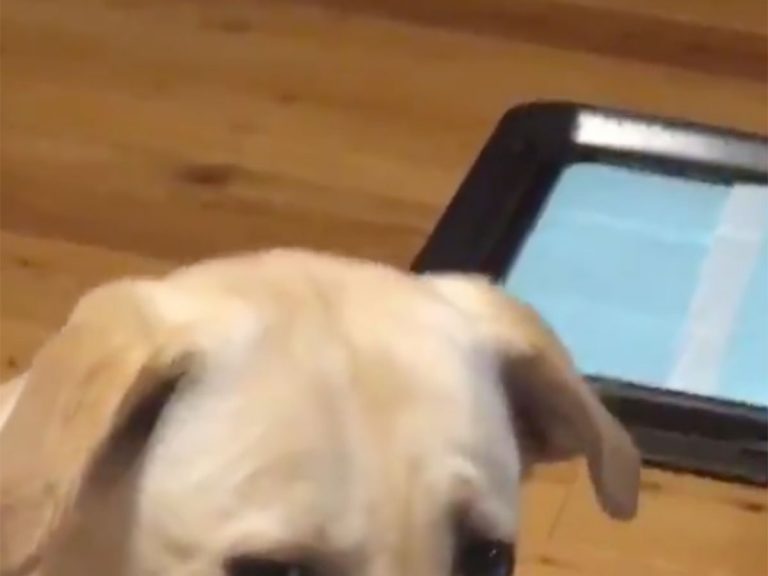 いけないことだと自覚している犬の顔 １５秒の動画に腹筋崩壊 Grape グレイプ