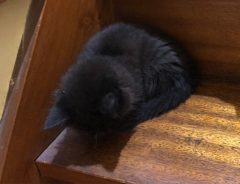 黒猫赤ちゃんの写真がネット上で反響　「寝てる？」「ごめんねしてるみたい」