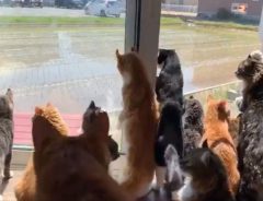 猫大集合！　窓際に集まって熱い視線を送る先にやってきたのは…