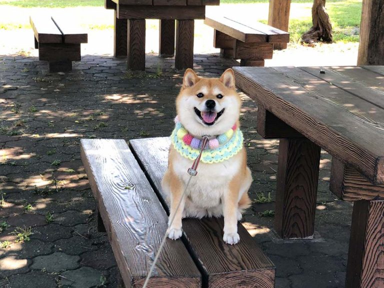 暑い日の散歩中 日陰で休憩した柴犬 続く写真に 爆笑した 気持ちは分かる Grape グレイプ