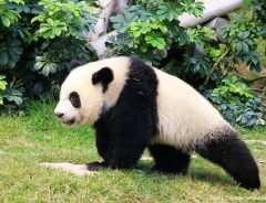 「白熊じゃないの！？」　中国で発見された珍しいパンダからPUFFYを思い出す人も