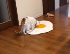 床に落ちていた『目玉焼き』に猫が？　２０秒の動画に、吹き出す人が続出