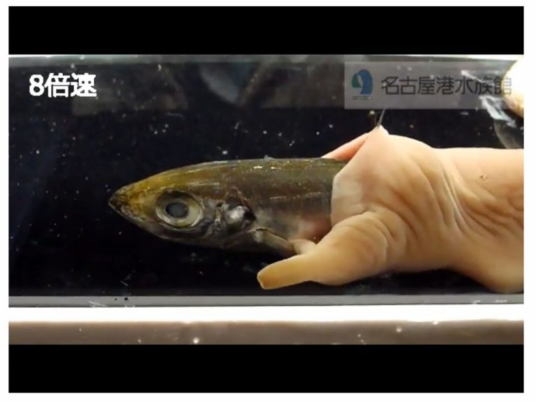 名古屋水族館で封印されていた 変な生き物 が話題に すげえ なんだこれ Grape グレイプ