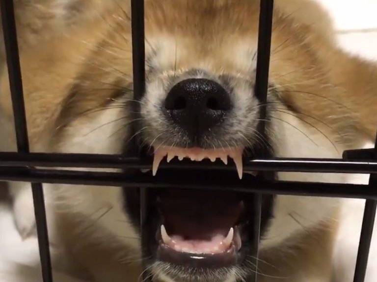 すごい形相で寝る子犬 本当に寝ているの と疑ってしまう動画に反響 Grape グレイプ