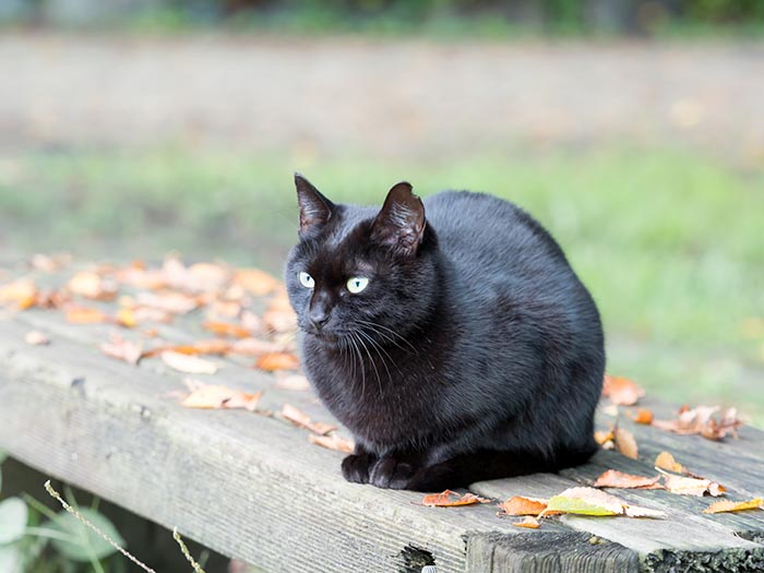 不吉 インスタ映えしない と疎まれる黒猫 １匹の物語に ネットから反響 Grape グレイプ