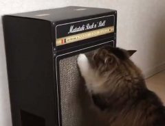ギターアンプでツメをとぐ猫　多くの飼い主から「最高！」の声が上がったワケは？