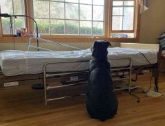 多くの人が涙した、病院のベッドのそばでたたずむ犬の写真　拡散された結果…