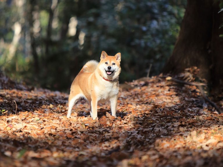 飼い主に バイバイ といわれた柴犬 慌てる様子に 人間の子どもみたい Grape グレイプ