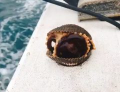この貝なんか変…　動画を撮っていると中から姿を現した『正体』に驚き！