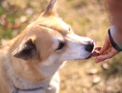 聴覚障がい者と耳が聴こえない犬の『会話』に９０万いいね！　その姿に心打たれる