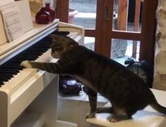 ピアノの前にいた猫　次の瞬間？