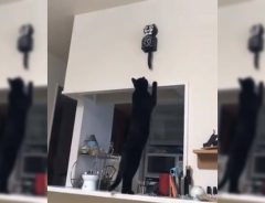時計が気になって仕方ない猫　１８秒の動画に、ニヤニヤする人が続出！