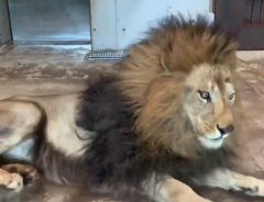 「寝てるライオン見て何が楽しいの？」　その『答え』が分かる動画に反響！