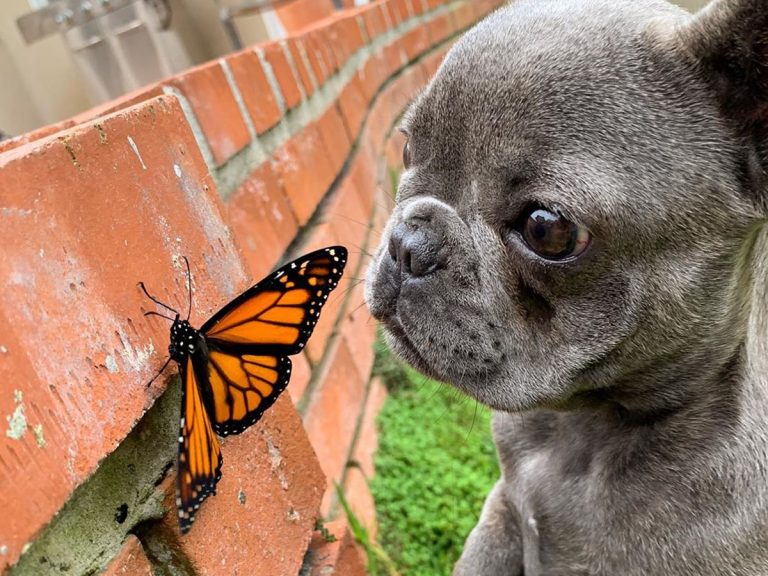 パーフェクトな写真 チョウを見つめる子犬の表情が可愛すぎてメロメロ Grape グレイプ