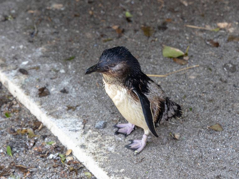 笑った 刺身を食べられたかな 寿司店にペンギン侵入 動画にじわる Grape グレイプ