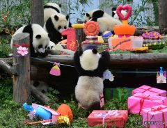 「どこを見ても天国」　赤ちゃんパンダの誕生日会にネット上が騒然【７枚】