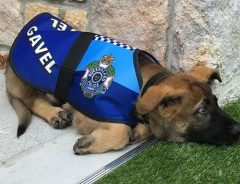 警察犬を『クビ』になった犬　解雇理由にビックリ！