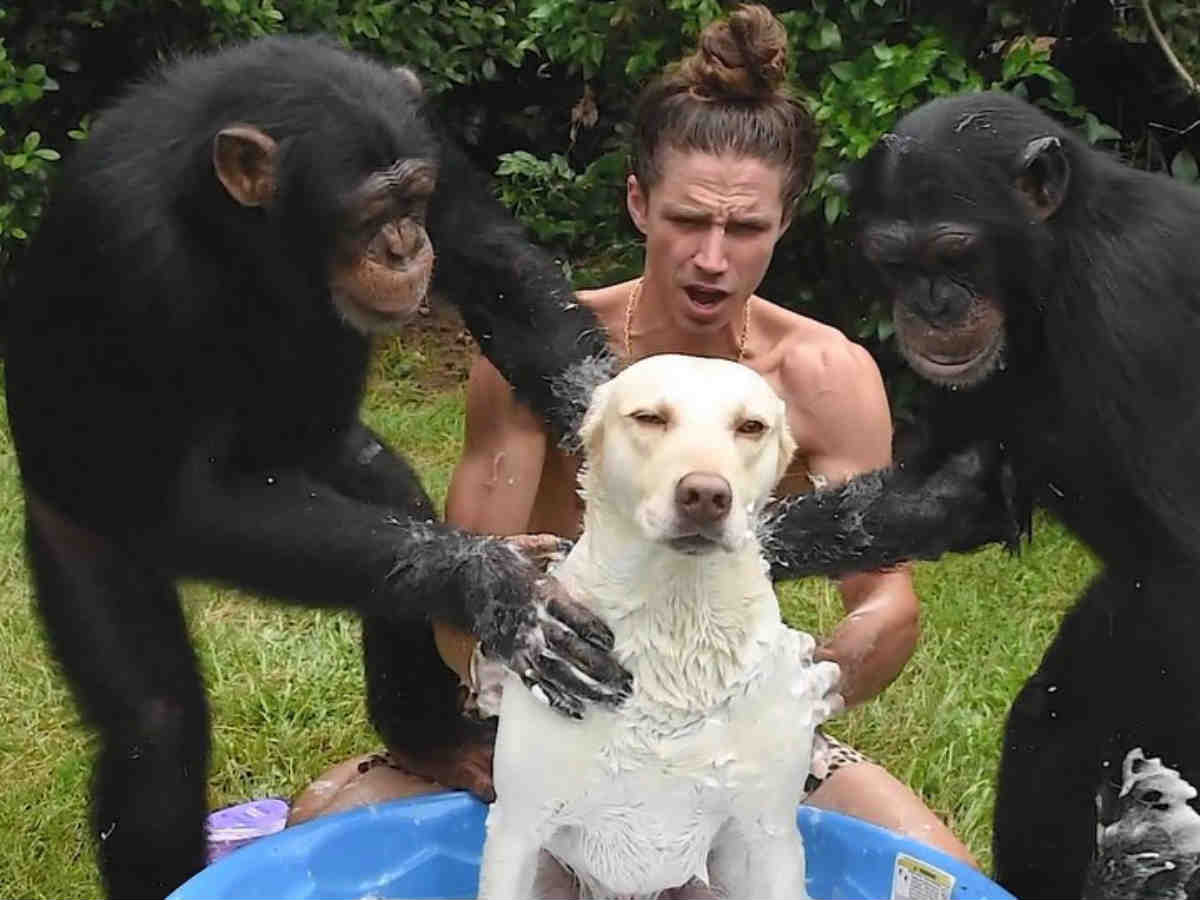 仲間に入れてほしい チンパンジーが犬を洗う動画に７７万人が大爆笑 Grape グレイプ