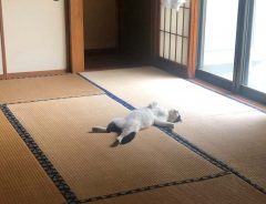 台風から避難させるため、家に入れると…　猫が見せた『衝撃の姿』がコチラ