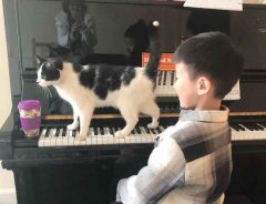 弾けない…でも可愛いから怒れない　レッスンを妨害しまくるピアノ教室の猫