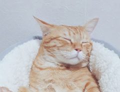 ニトリのベッドで安眠する猫　「完全にお風呂で寝ちゃった子になってる」