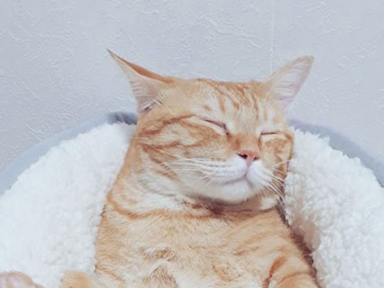 ニトリのベッドで安眠する猫 完全にお風呂で寝ちゃった子になってる Grape グレイプ