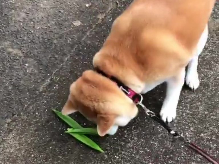 もらったオクラを食べるのかと思ったら 柴犬がとった意外な行動とは Grape グレイプ