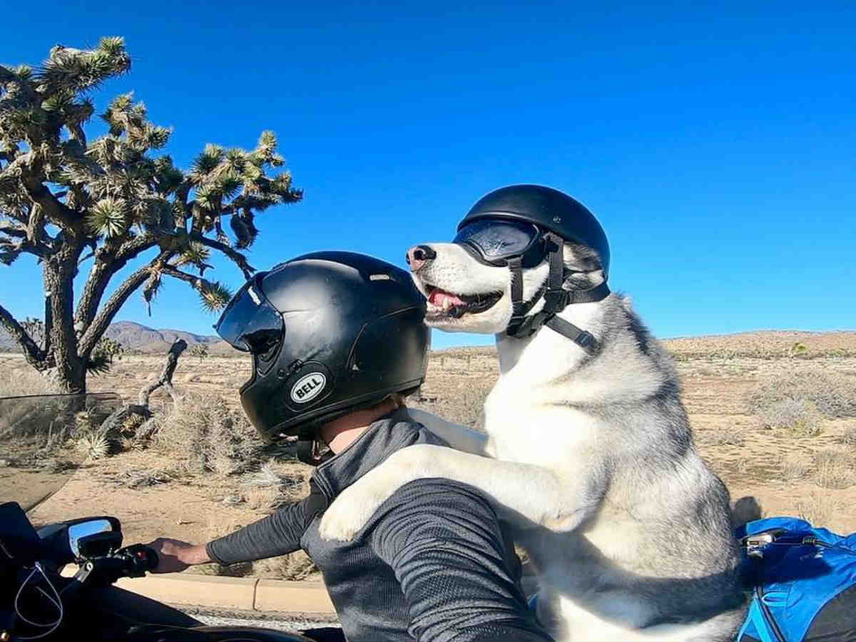 犬 バイク に 乗せる