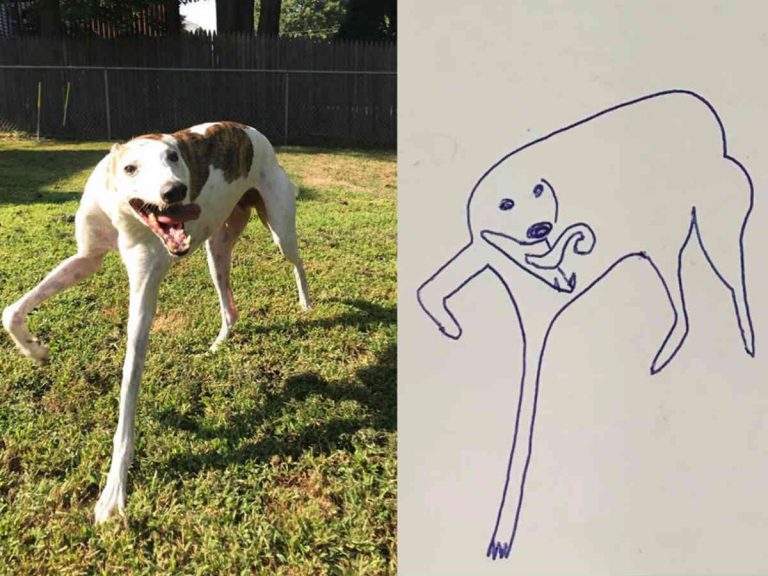 見ているとジワジワくる プロの画家が描く立体感ゼロの犬の絵に大笑い Grape グレイプ