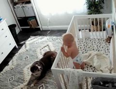 昼寝をしている赤ちゃんを見守る愛犬　目覚めた赤ちゃんが泣き始めると？