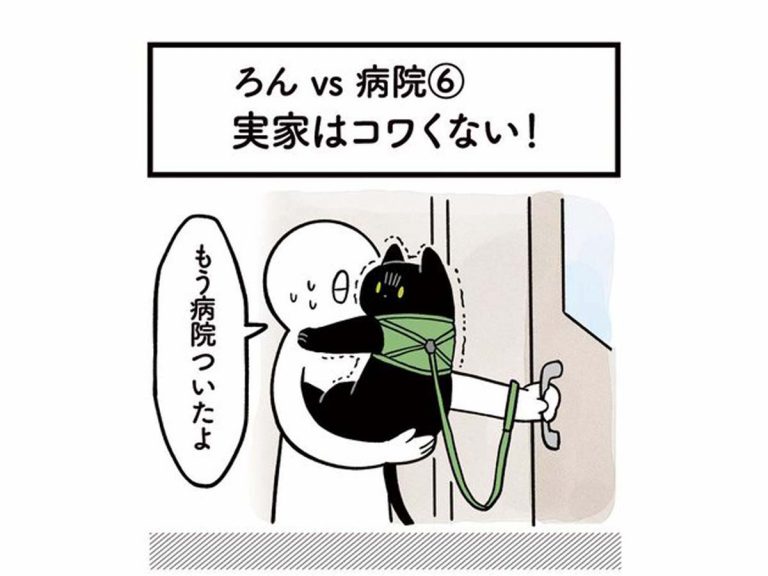 動物病院嫌い の猫が 目的地に着くと まさかの手のひら返しに笑う Grape グレイプ