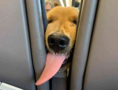 飛行機で乗客たちを笑顔にした犬　必死にお菓子をもらおうとする姿に爆笑