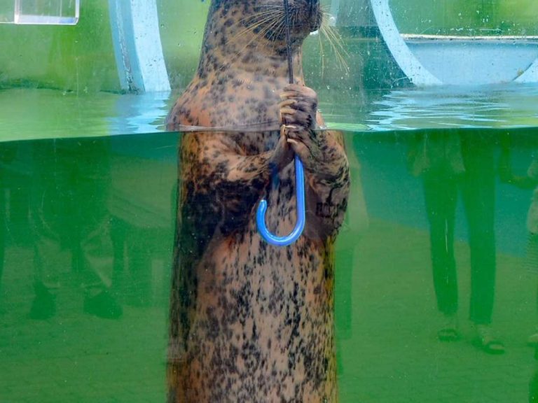 こんなことしてくれるアザラシさん 初めて 水族館で撮影された１枚に悶絶 Grape グレイプ