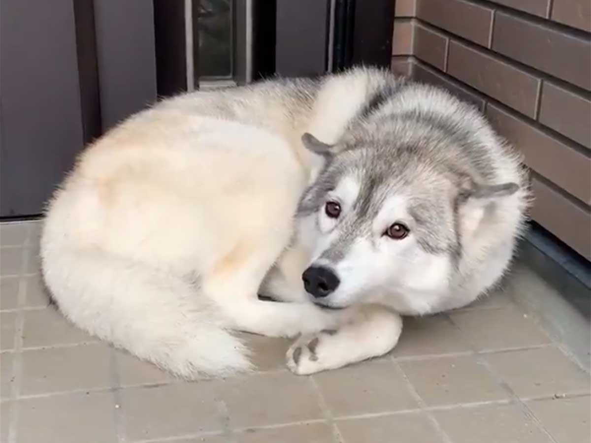 ３日ぶりに飼い主が帰宅したら 玄関先で寝ていた犬の反応に注目が集まる Grape グレイプ