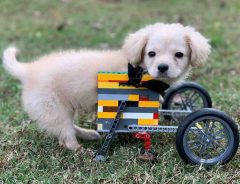 製作者は１２歳の少年　生まれつき前脚がない犬のために作った『レゴ製車いす』