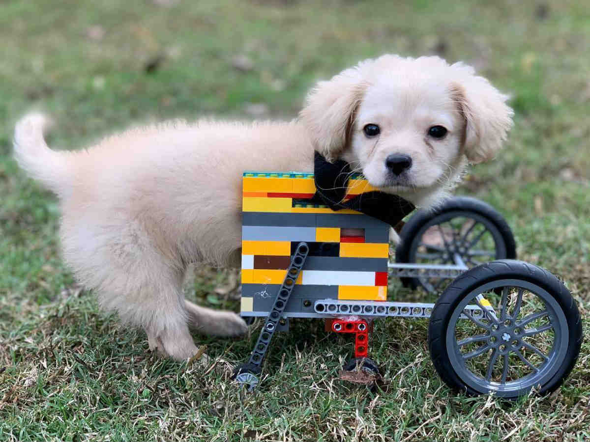 製作者は１２歳の少年 生まれつき前脚がない犬のために作った レゴ製車いす Grape グレイプ