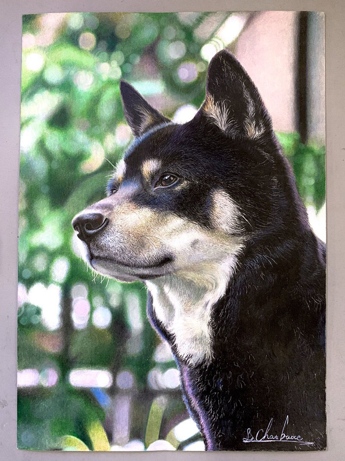 自筆の水彩色鉛筆画です、我が家の柴犬を描きました題して「その寝方 