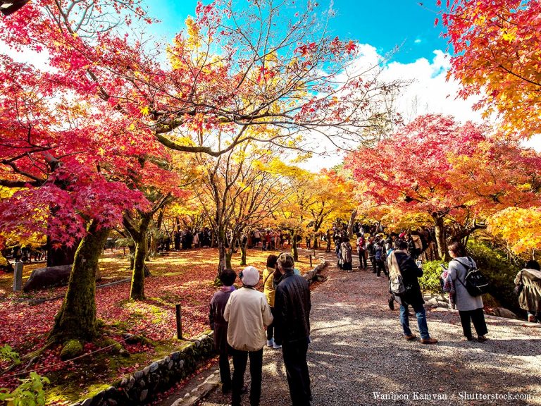 紅葉を楽しむのは動物も同じ 落ち葉で暖をとる様子が可愛すぎると話題に Grape グレイプ