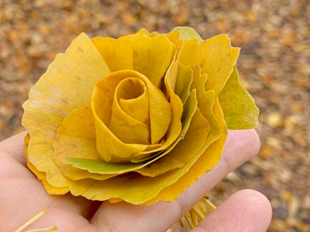 やってみたい 懐かしい イチョウの落ち葉が美しいバラに変身 2019年11月15日 Biglobeニュース