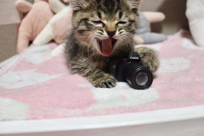 最高すぎる １枚目にやられた 猫に ミニチュアカメラ をあげた結果 Grape グレイプ