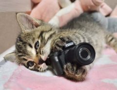 「最高すぎる」「１枚目にやられた」　猫に『ミニチュアカメラ』をあげた結果？