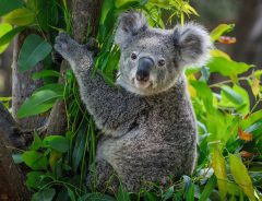 森でやけどをしたコアラを見つけた女性　救出した方法が素晴らしいと称賛の声