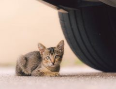 「危ない！」　車の下に子猫がいるのに気付かず車が発進　すると次の瞬間…
