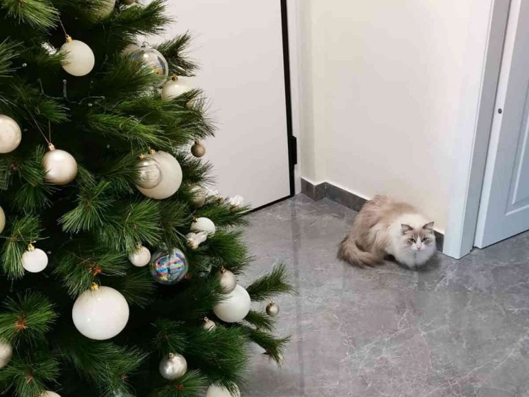 猫にクリスマスツリーを壊されて困る飼い主 あるもので作った包囲網で解決 Grape グレイプ