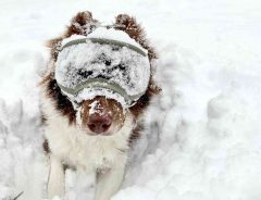 雪の中にダイブするのが好きな犬　ゴーグルをつけると　「何これ、見える！」
