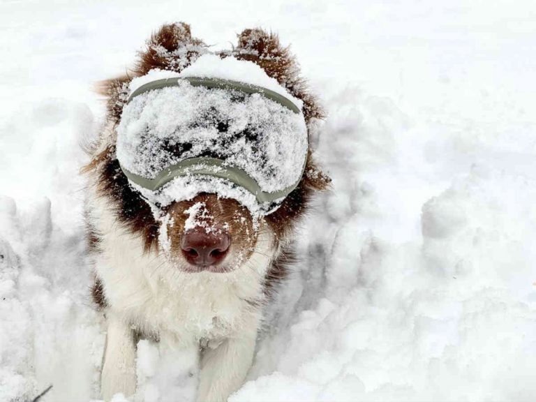 雪の中にダイブするのが好きな犬 ゴーグルをつけると 何これ 見える Grape グレイプ