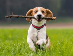 ドッグパークに『貸し出し用の木の棒』を置いてみたら　犬たちが大喜び！