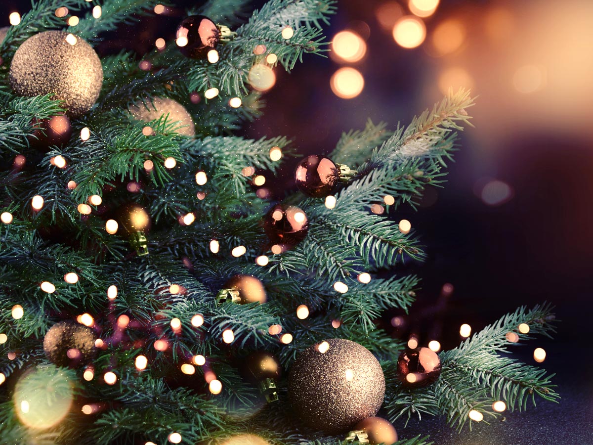 クリスマスツリーの飾りが動いた 生木のツリーに隠れていたものにびっくり Grape グレイプ