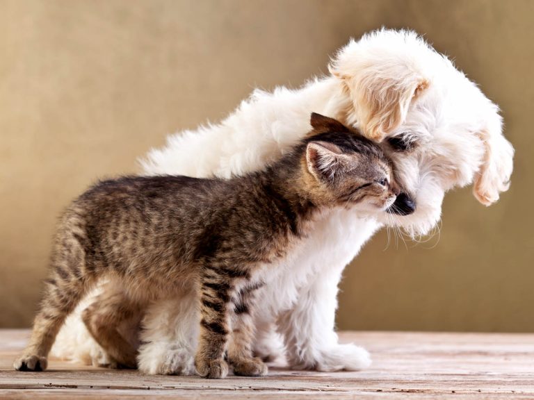 この子 拾ったよ 用を足しに家の外に出た犬 子猫を連れて帰ってきた Grape グレイプ