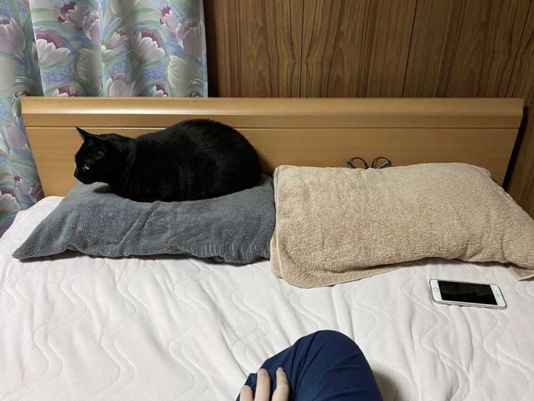 最高 さすがすぎる 新品の枕を見たお猫様の行動に 爆笑 Grape グレイプ 最高 さすがすぎる 新品の枕を見たお猫様の行動に 爆笑 Grape グレイプ
